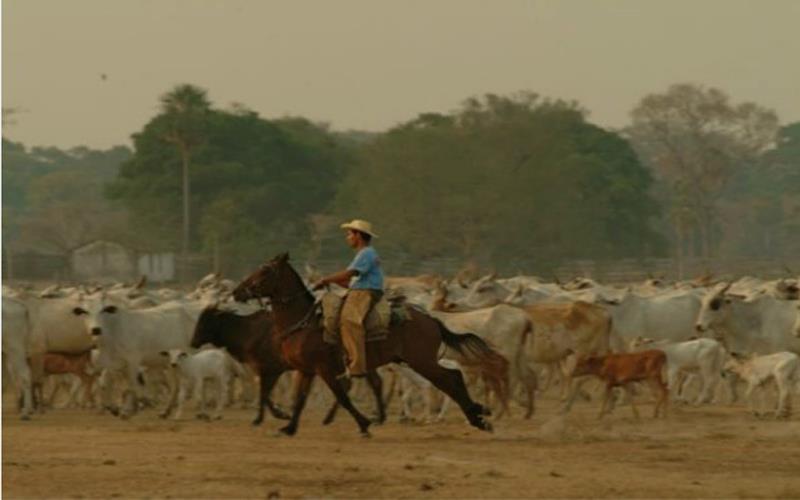 Cavalo Pantaneiro - Raça se adaptou ao Pantanal