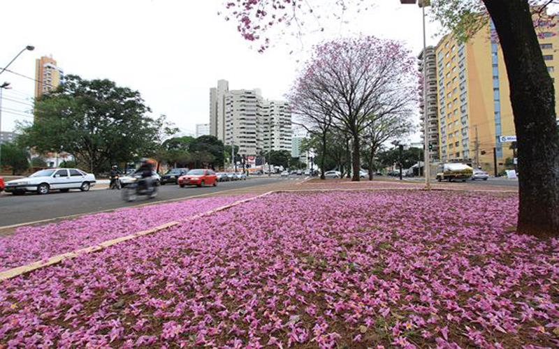 A importância da Avenida Afonso Pena para Campo Grande