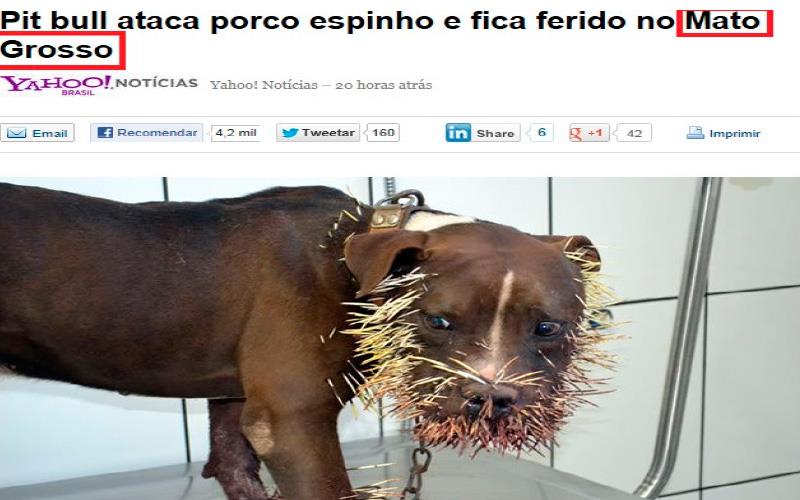 Pitbull ataca porco espinho e fica ferido no Mato Grosso